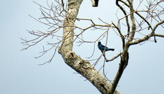 Dacnis cayana