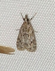 Eudonia heterosalis