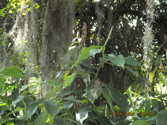 Costus woodsonii
