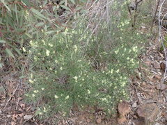 Grevillea triternata