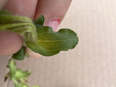 Castilleja glandulosa