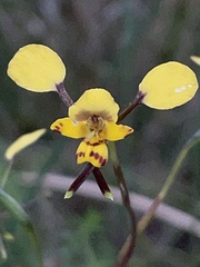 Diuris maculata