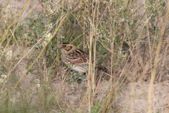 Calcarius lapponicus