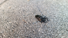 Anoplophora glabripennis