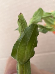 Castilleja glandulosa