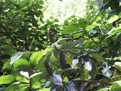 Costus woodsonii