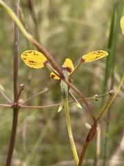 Diuris maculata