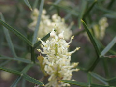 Grevillea triternata