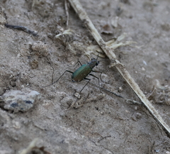 Cicindela punctulata