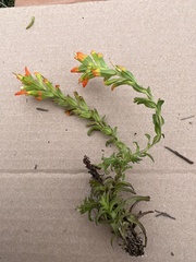 Castilleja glandulosa