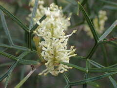 Grevillea triternata