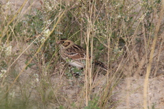 Calcarius lapponicus