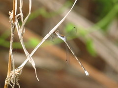 Lestes sigma
