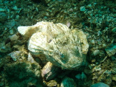 Scorpaenopsis macrochir