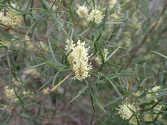 Grevillea triternata