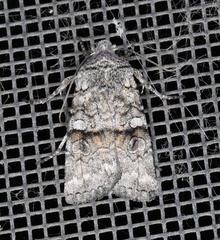 Litholomia napaea