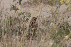 Calcarius lapponicus