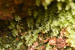 Tetraphis pellucida