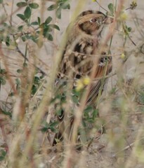 Calcarius lapponicus