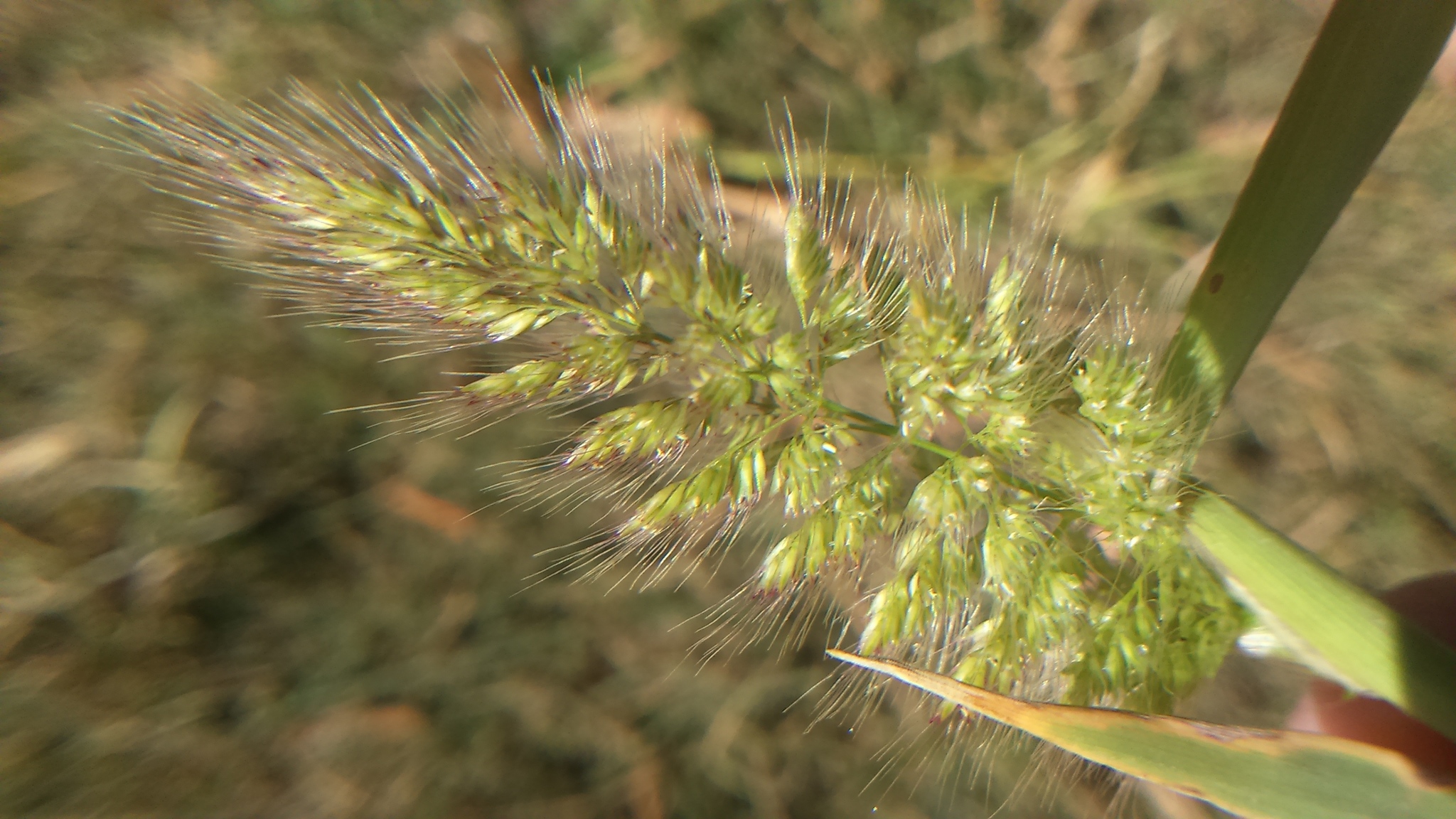Polypogon interruptus