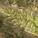 Polypogon interruptus - Photo (c) cstobie,  זכויות יוצרים חלקיות (CC BY), הועלה על ידי cstobie