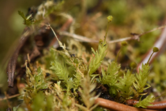 Aulacomnium androgynum