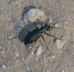 Cicindela punctulata