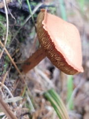 Chalciporus piperatus