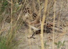 Calcarius lapponicus