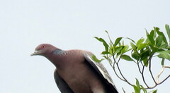 Patagioenas picazuro