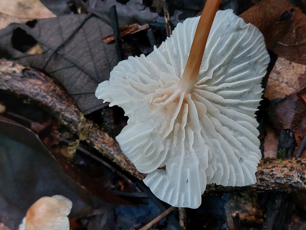 Mycetinis scorodonius · September 2022 · photo: © francisperez28 (iNaturalist, cc-by)