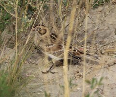 Calcarius lapponicus