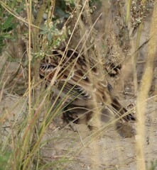 Calcarius lapponicus