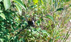 Gampsocleis gratiosa