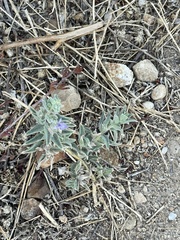 Trichostema lanceolatum