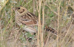 Calcarius lapponicus