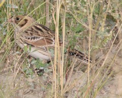 Calcarius lapponicus