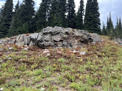 Myriopteris gracillima