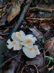 Mycetinis scorodonius