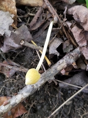 Entoloma murrayi