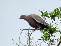 Patagioenas picazuro
