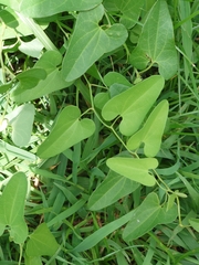 Aristolochia debilis