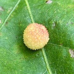 Acraspis pezomachoides