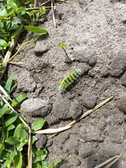 Leucanella