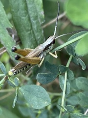 Pseudochorthippus curtipennis