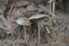Panaeolus cyanescens