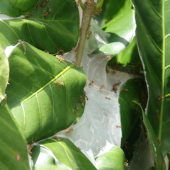 Oecophylla smaragdina