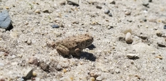 Anaxyrus fowleri