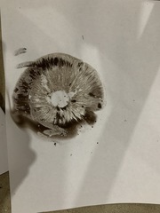 Agaricus diminutivus