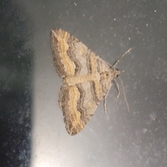 Perizoma custodiata